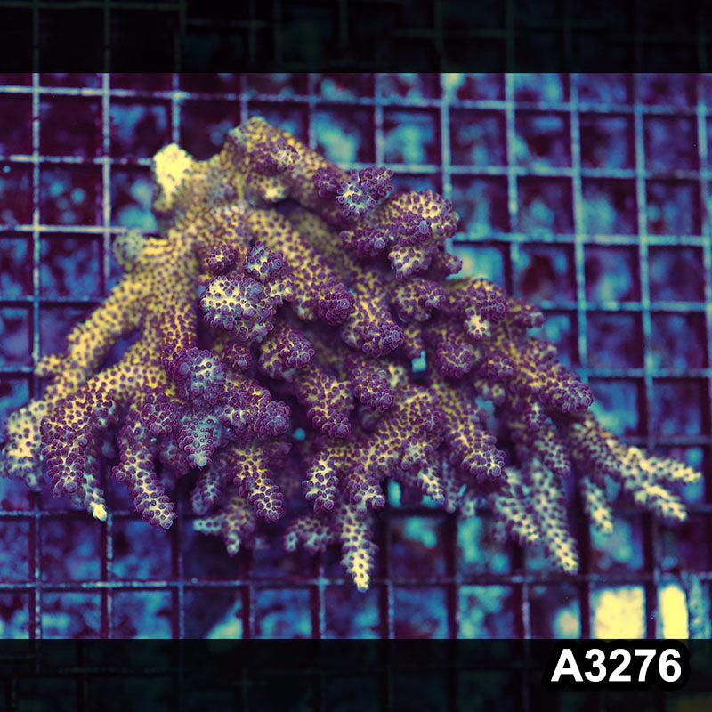 Item#A3276LW3276(L) WYSIWYG Aussie Ultra Acropora Colony