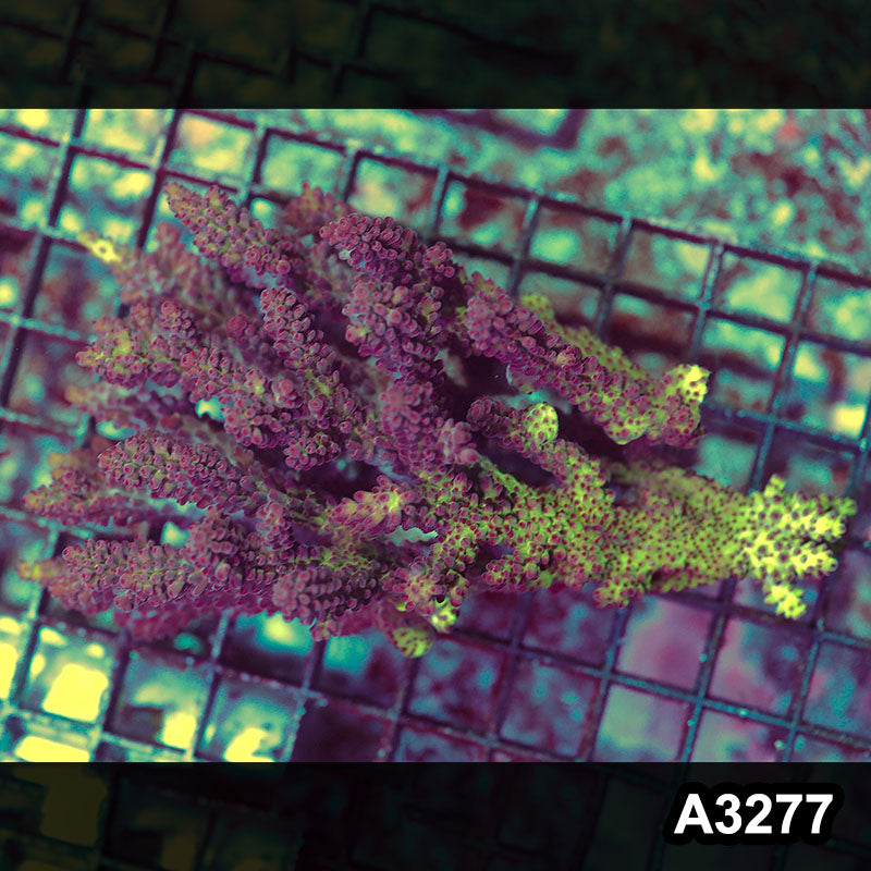 Item#A3277LW3277(M) WYSIWYG Aussie Ultra Acropora Colony