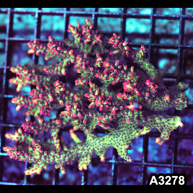 Item#A3278LW3278(M) WYSIWYG Aussie Ultra Strawberry Shortcake Acropora Colony