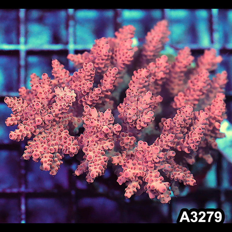 Item#A3279LW3279(M) WYSIWYG Indo Maricultured Ultra Acropora Colony