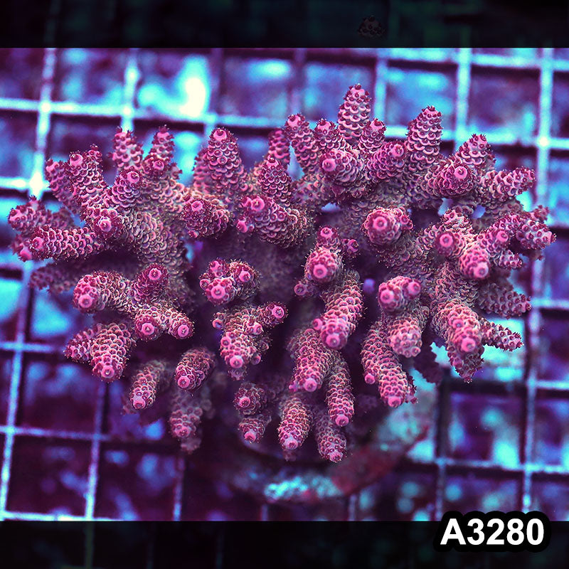 Item#A3280LW3280(M) WYSIWYG Indo Maricultured Ultra Acropora Colony