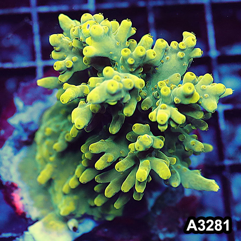 Item#A3281LW3281(M) WYSIWYG Indo Maricultured Ultra Smooth Skin Acropora Colony