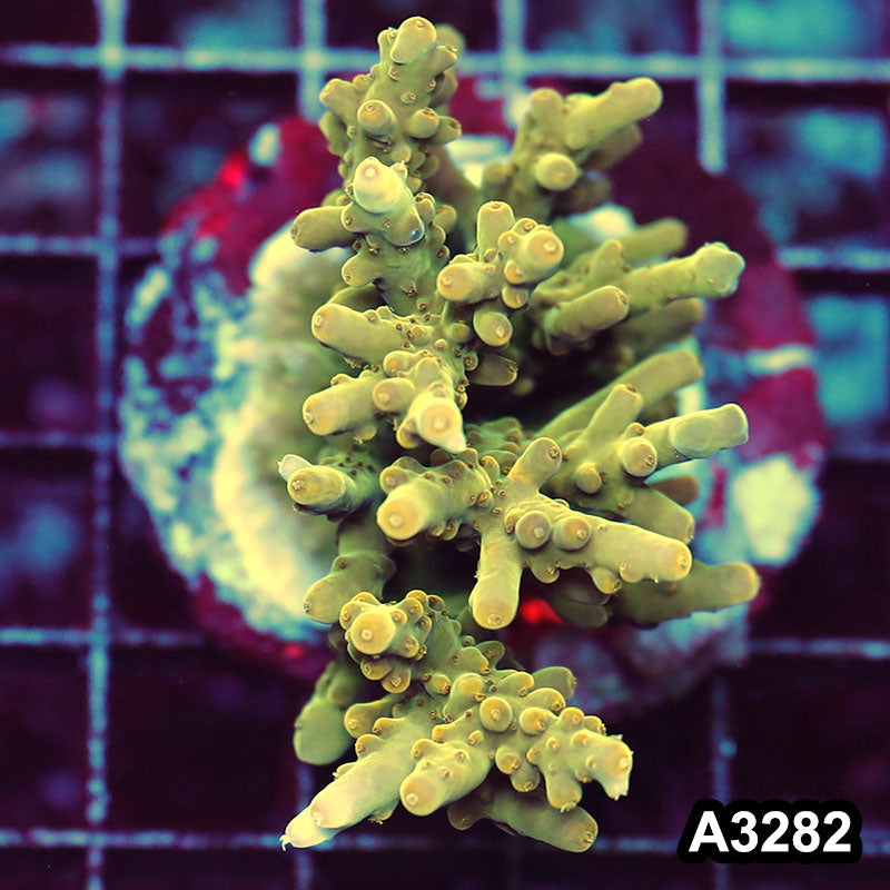Item#A3282LW3282(M) WYSIWYG Indo Maricultured Ultra Smooth Skin Acropora Colony