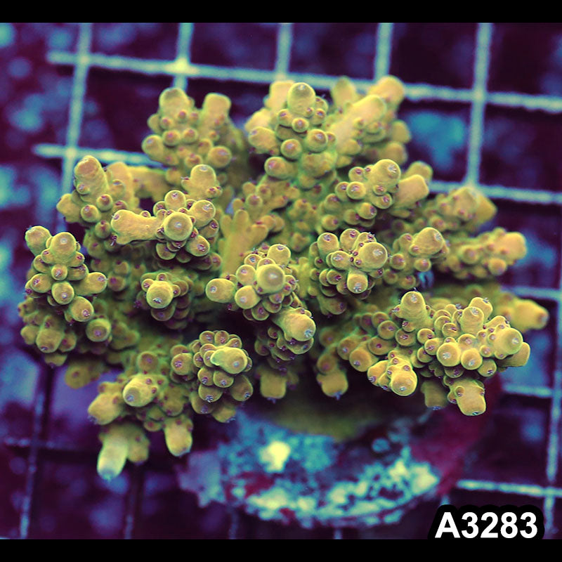 Item#A3283LW3283(M) WYSIWYG Indo Maricultured Ultra Smooth Skin Acropora Colony