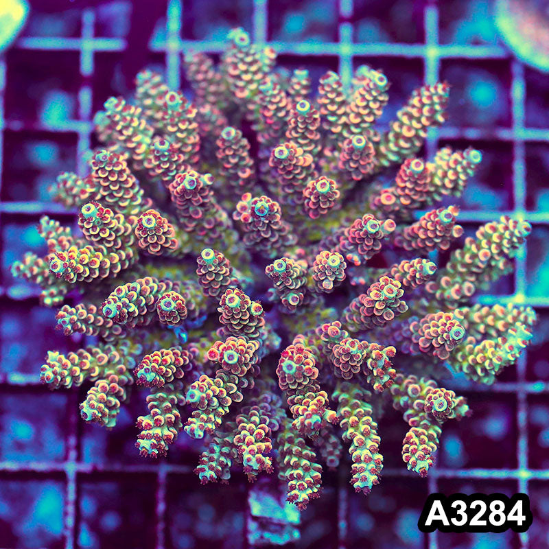 Item#A3284LW3284(M) WYSIWYG Indo Maricultured Ultra Acropora Colony