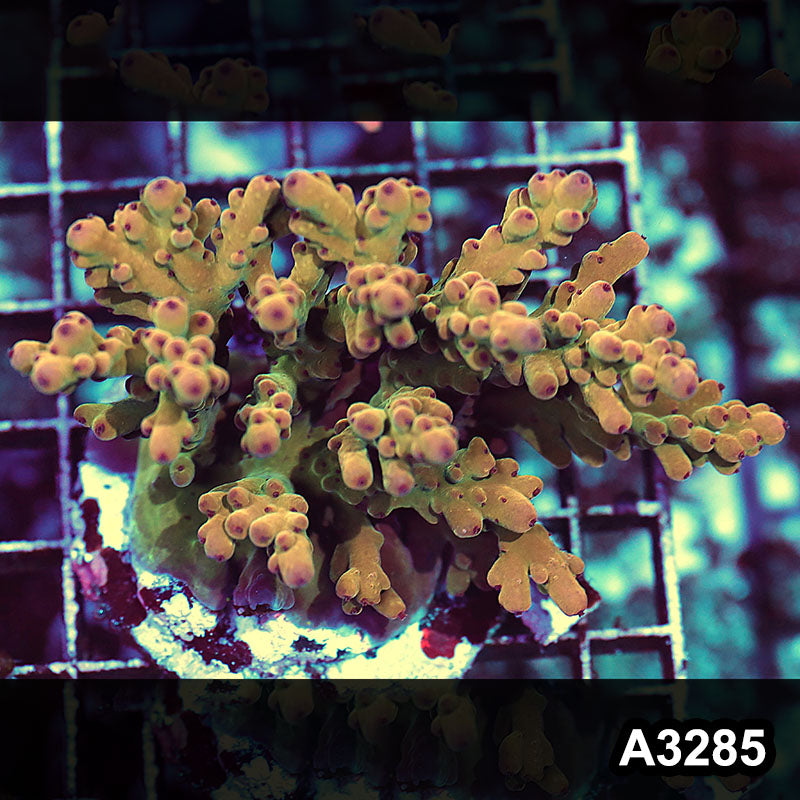 Item#A3285LW3285(M) WYSIWYG Indo Maricultured Ultra Smooth Skin Acropora Colony