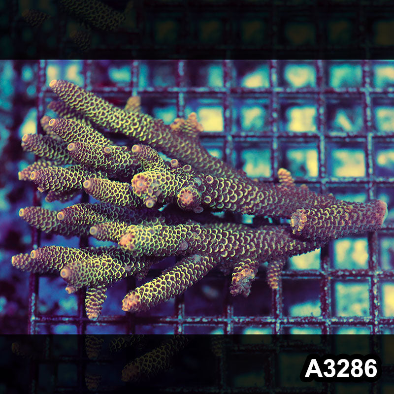 Item#A3286LW3286(M) WYSIWYG Aussie Ultra Acropora Colony