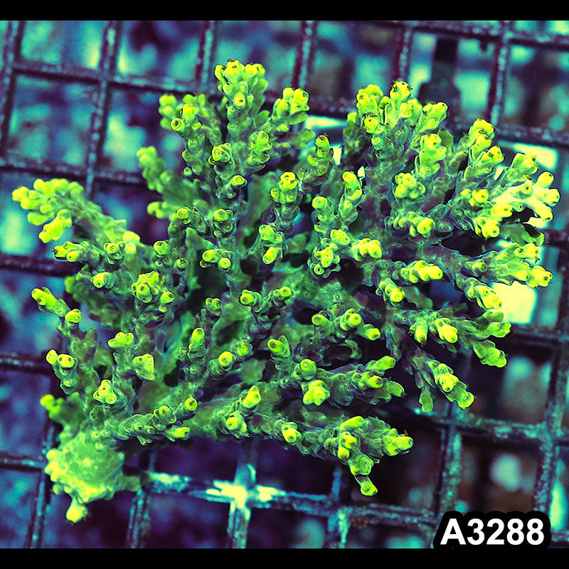 Item#A3288LW3288(M) WYSIWYG Aussie Ultra Acropora Colony