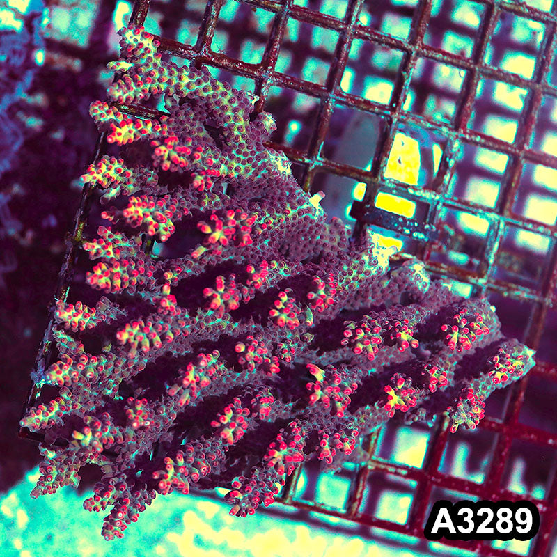 Item#A3289LW3289(M) WYSIWYG Aussie Ultra Strawberry Shortcake Acropora Colony