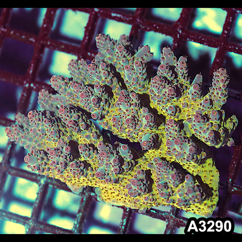 Item#A3290LW3290(M) WYSIWYG Aussie Ultra Acropora Colony