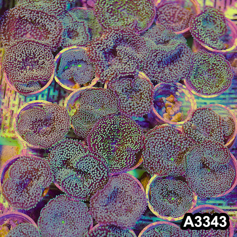 Item#A3343SP3343(M) Hand Selected Florida Ricordea Ultra Mushroom 4pc Pack
