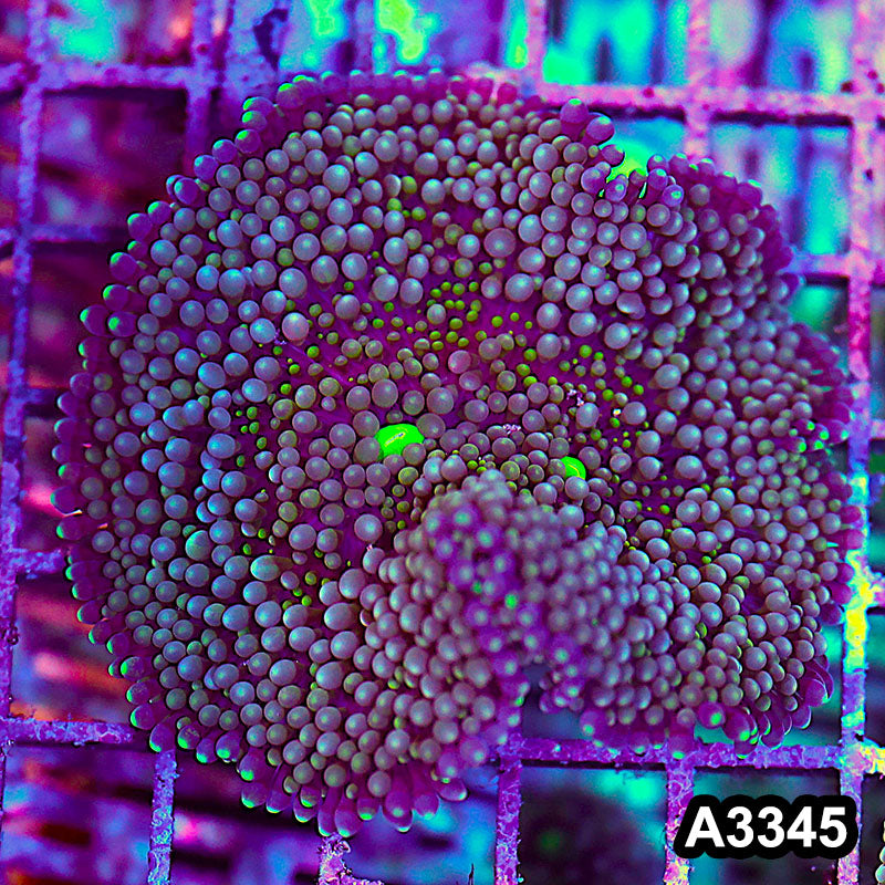 Item#A3345SP3345(S) WYSIWYG Florida Ricordea Ultra Mushroom
