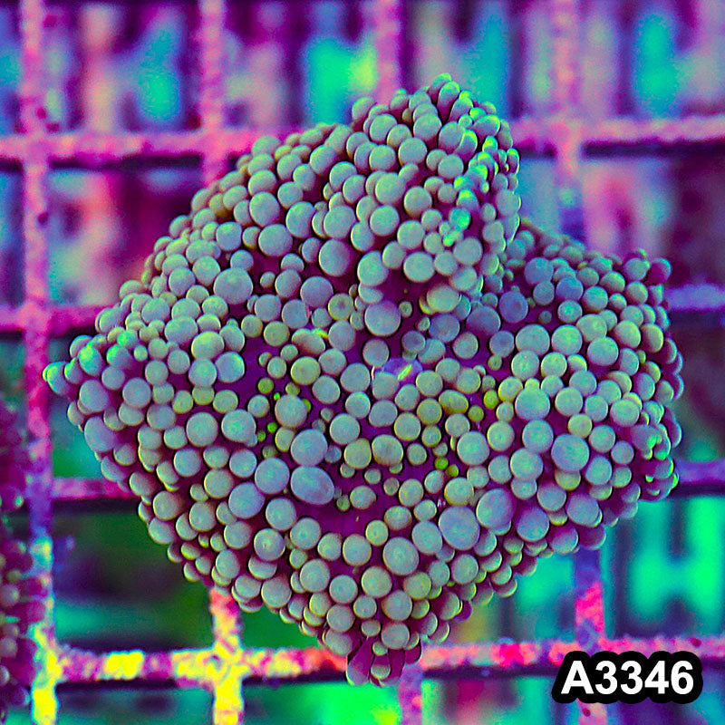Item#A3346SP3346(S) WYSIWYG Florida Ricordea Ultra Mushroom