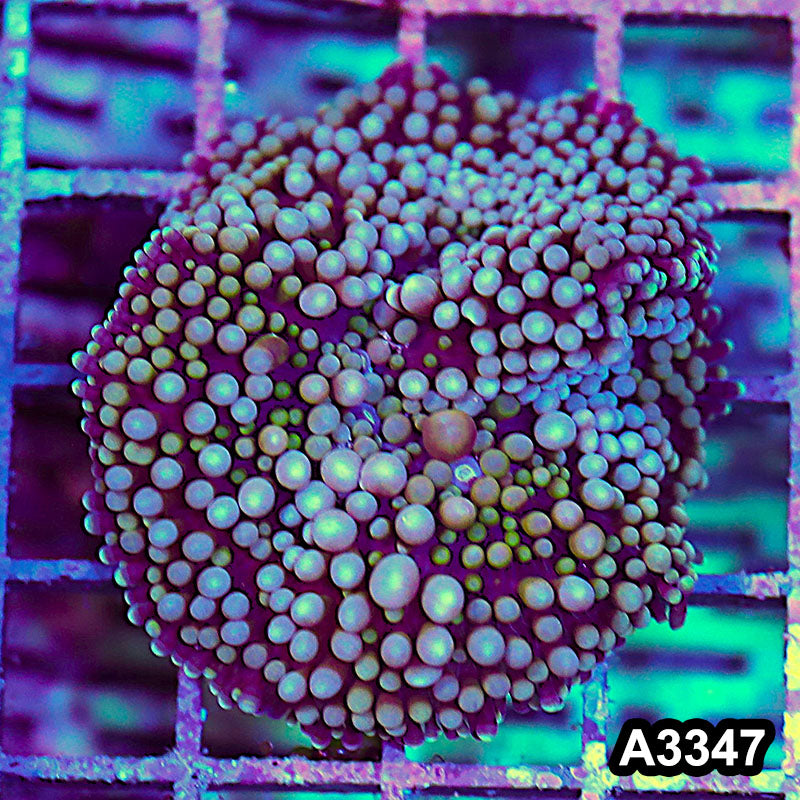 Item#A3347SP3347(S) WYSIWYG Florida Ricordea Ultra Mushroom