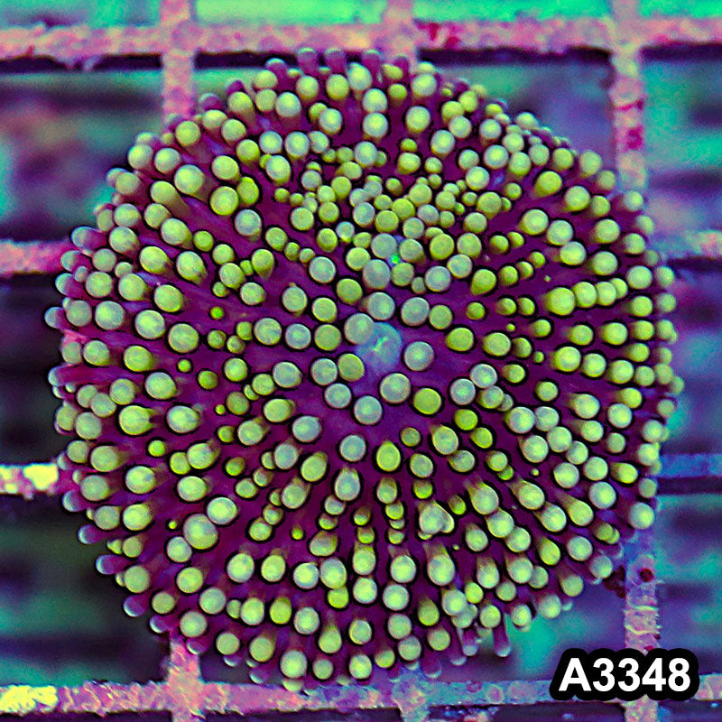Item#A3348SP3348(S) WYSIWYG Florida Ricordea Ultra Yellow Mushroom