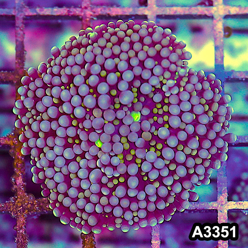 Item#A3351SP3351(S) WYSIWYG Florida Ricordea Ultra Mushroom