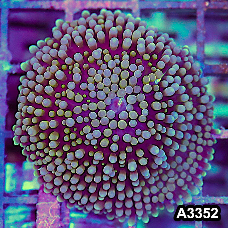 Item#A3352SP3352(S) WYSIWYG Florida Ricordea Ultra Mushroom