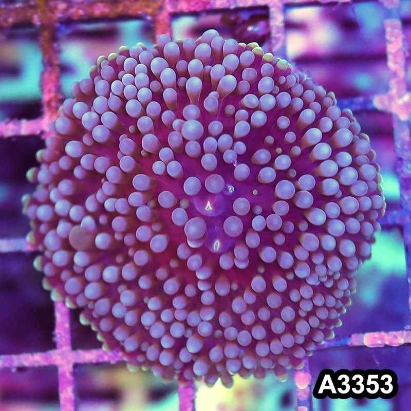 Item#A3353SP3353(S) WYSIWYG Florida Ricordea Ultra Mushroom