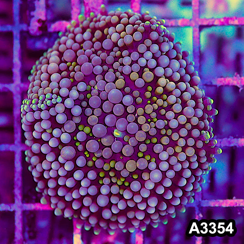 Item#A3354SP3354(S) WYSIWYG Florida Ricordea Ultra Mushroom