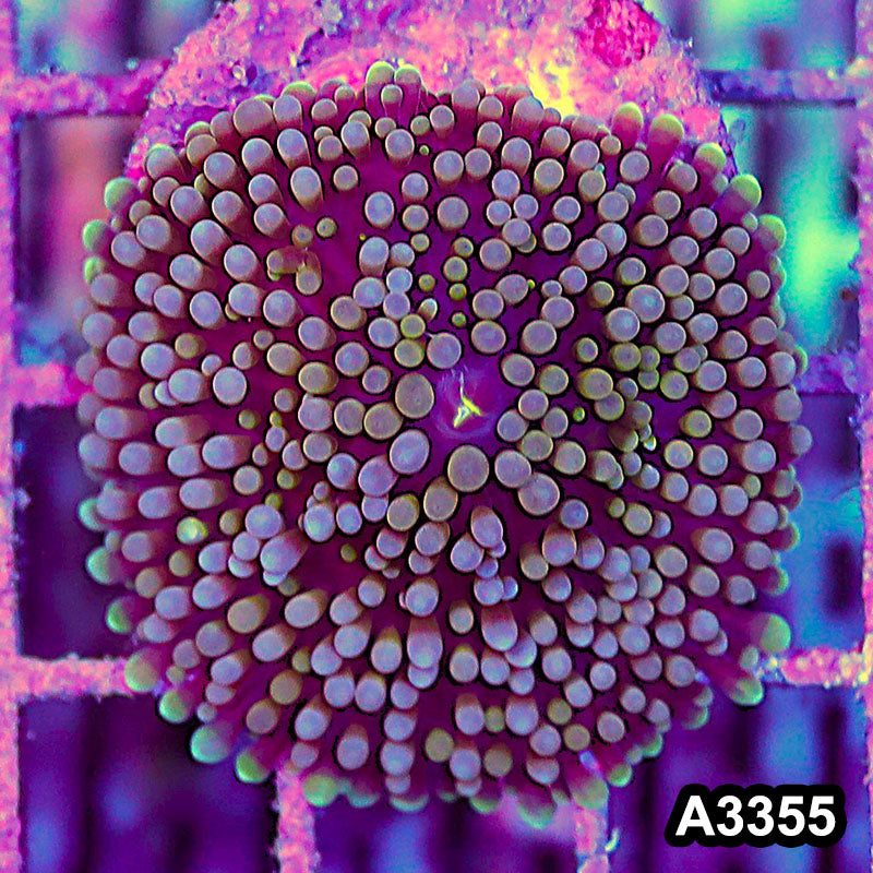 Item#A3355SP3355(S) WYSIWYG Florida Ricordea Ultra Mushroom