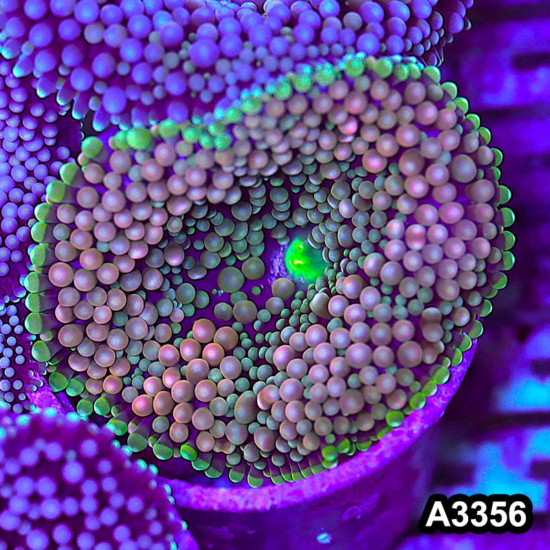 Item#A3356SP3356(S) WYSIWYG Florida Ricordea Ultra Unique Pink Mushroom