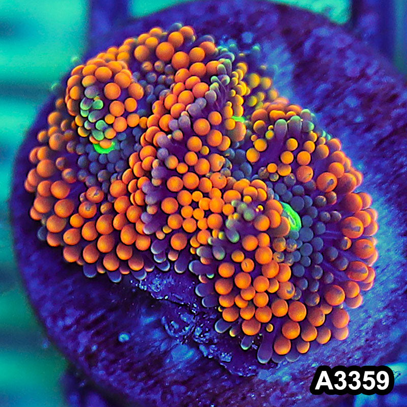 Item#A3359SP3359(S) WYSIWYG Florida Ricordea Ultra Unique Orange Mushroom