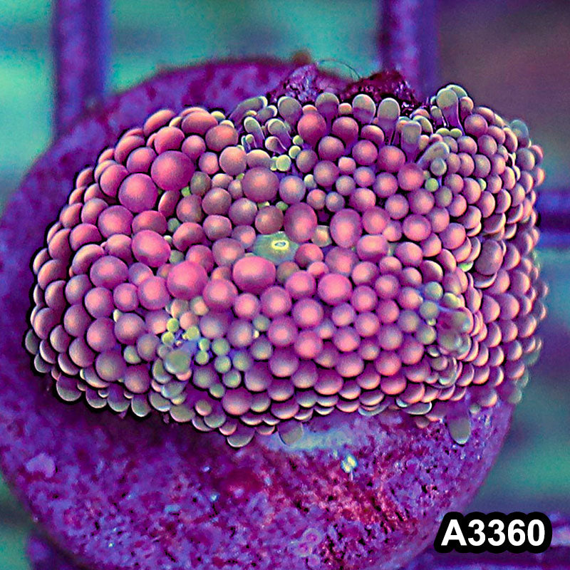 Item#A3360SP3360(S) WYSIWYG Florida Ricordea Ultra Unique Pink Mushroom