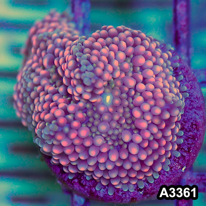 Item#A3361SP3361(S) WYSIWYG Florida Ricordea Ultra Unique Pink Mushroom