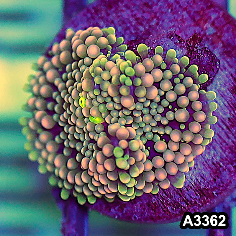 Item#A3362SP3362(S) WYSIWYG Florida Ricordea Ultra Unique Pink Mushroom