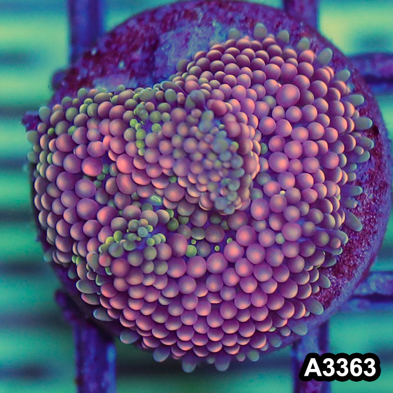 Item#A3363SP3363(S) WYSIWYG Florida Ricordea Ultra Unique Pink Mushroom