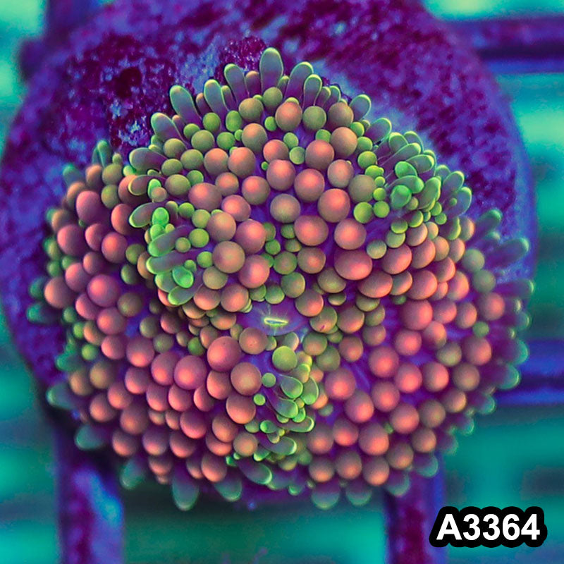 Item#A3364SP3364(S) WYSIWYG Florida Ricordea Ultra Unique Pink Mushroom