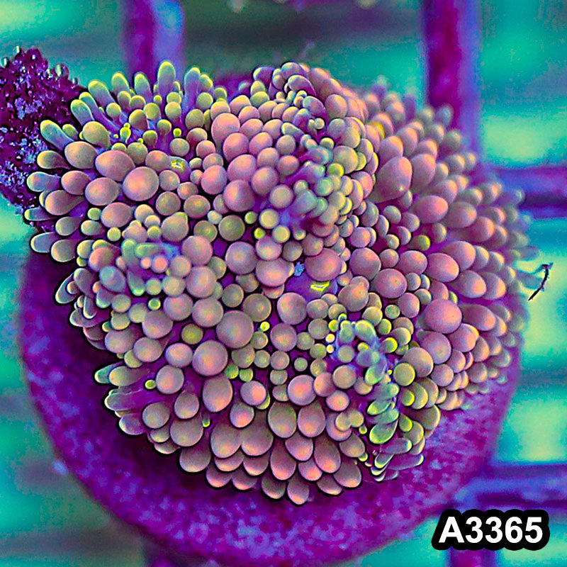 Item#A3365SP3365(S) WYSIWYG Florida Ricordea Ultra Unique Pink Mushroom