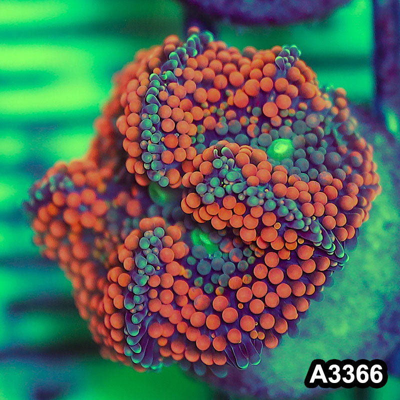 Item#A3366SP3366(S) WYSIWYG Florida Ricordea Ultra Unique Orange Mushroom