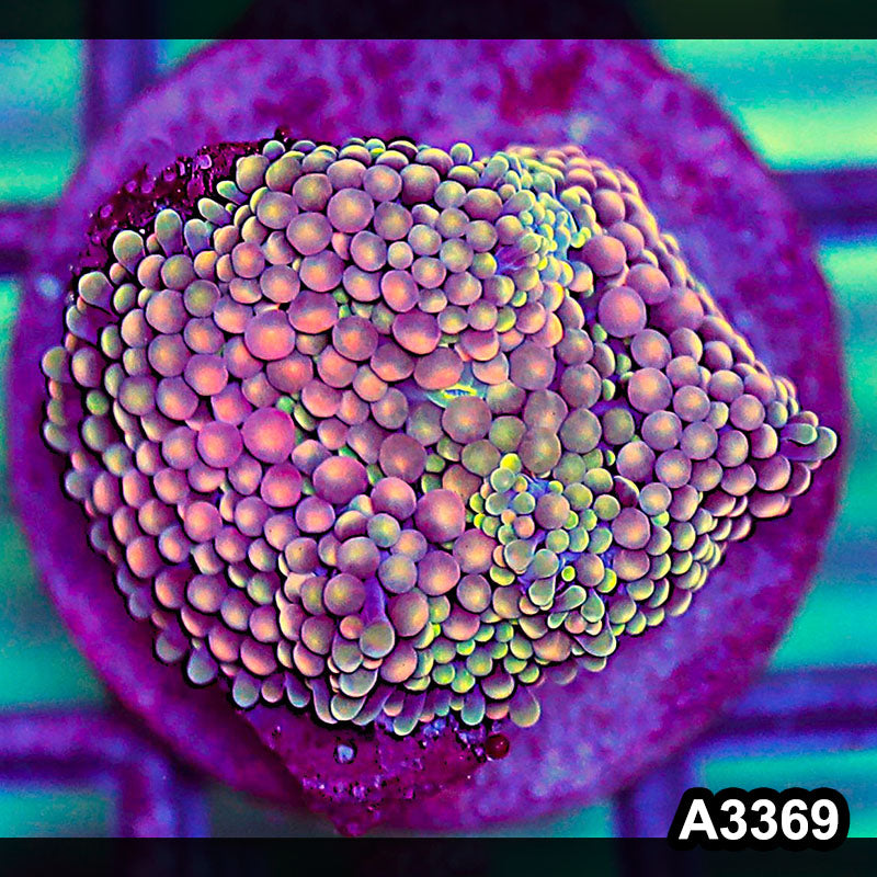 Item#A3369SP3369(S) WYSIWYG Florida Ricordea Ultra Unique Pink Mushroom