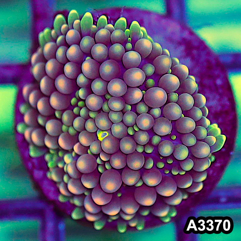 Item#A3370SP3370(S) WYSIWYG Florida Ricordea Ultra Unique Pink Mushroom