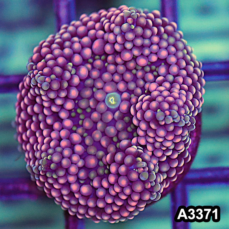 Item#A3371SP3371(S) WYSIWYG Florida Ricordea Ultra Unique Pink Mushroom