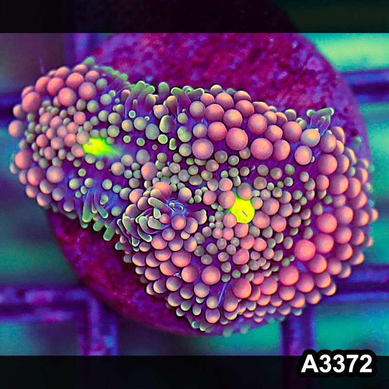 Item#A3372SP3372(S) WYSIWYG Florida Ricordea Ultra Unique Pink Mushroom