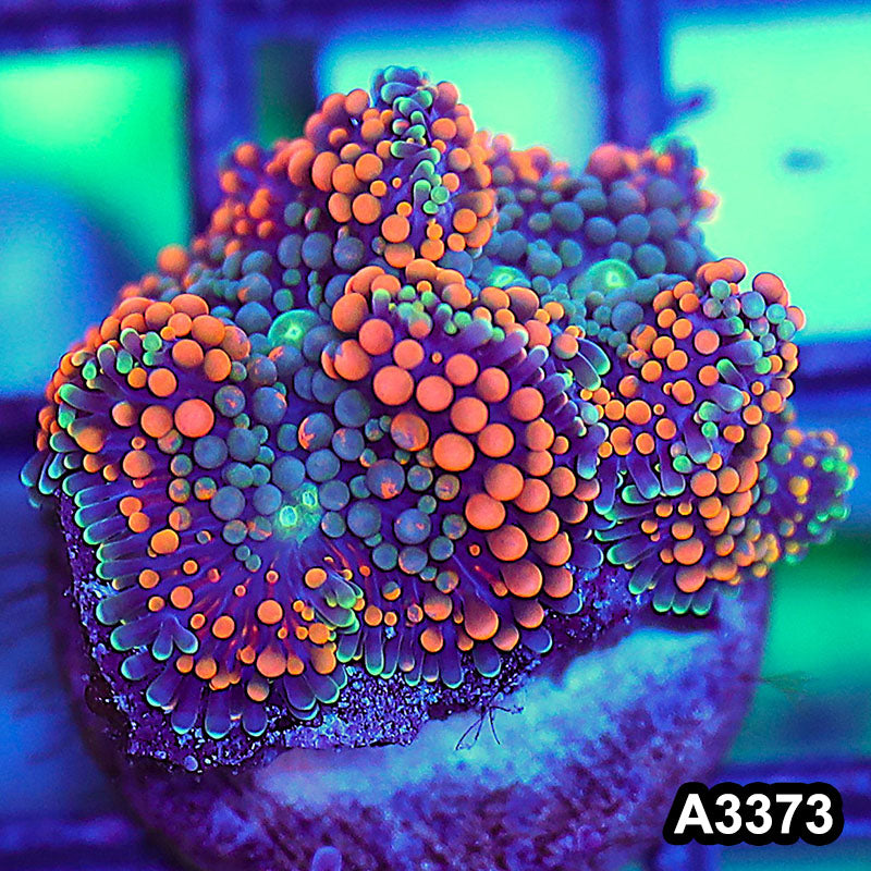 Item#A3373SP3373(S) WYSIWYG Florida Ricordea Ultra Unique Pink Mushroom