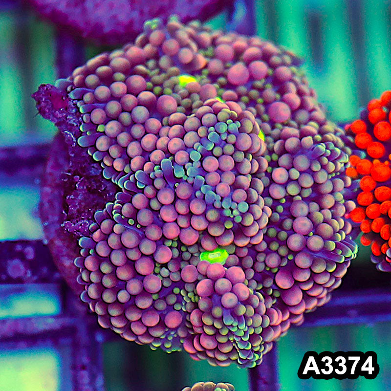 Item#A3374SP3374(S) WYSIWYG Florida Ricordea Ultra Unique Pink Mushroom