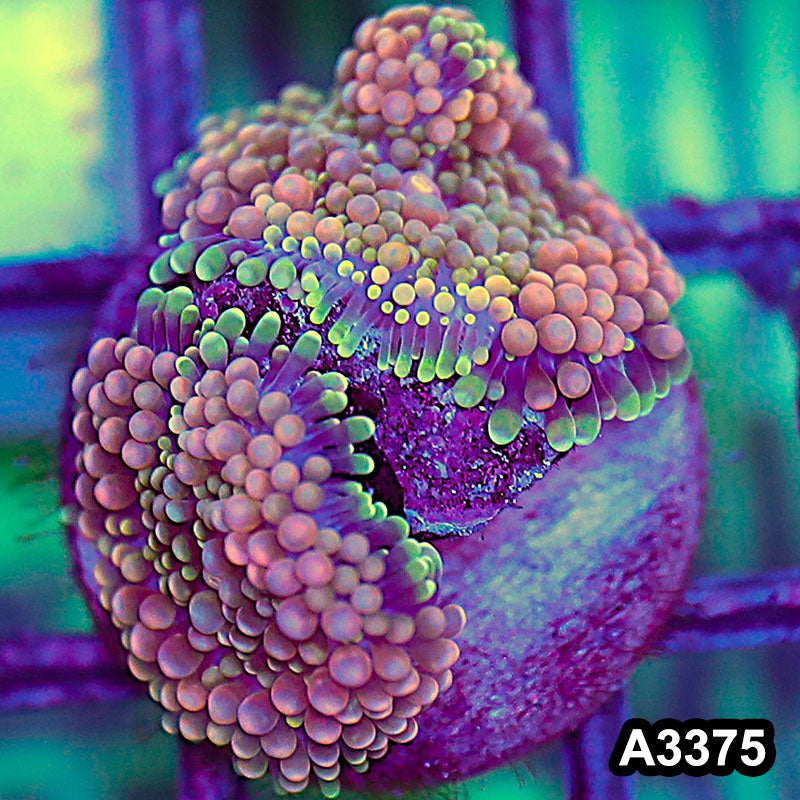 Item#A3375SP3375(S) WYSIWYG Florida Ricordea Ultra Unique Pink Mushroom