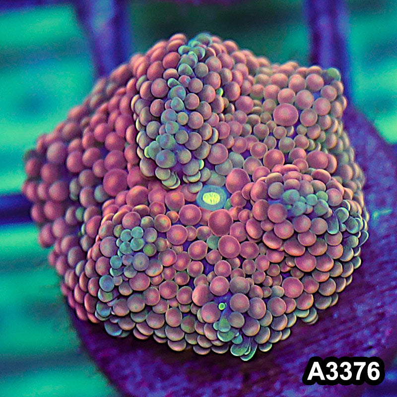 Item#A3376SP3376(S) WYSIWYG Florida Ricordea Ultra Unique Pink Mushroom