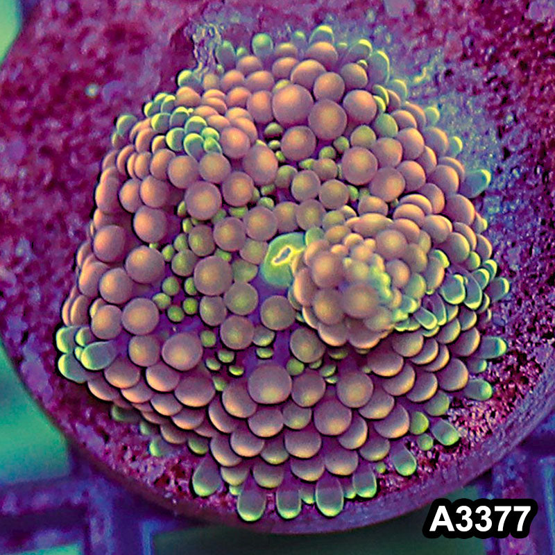 Item#A3377SP3377(S) WYSIWYG Florida Ricordea Ultra Unique Pink Mushroom