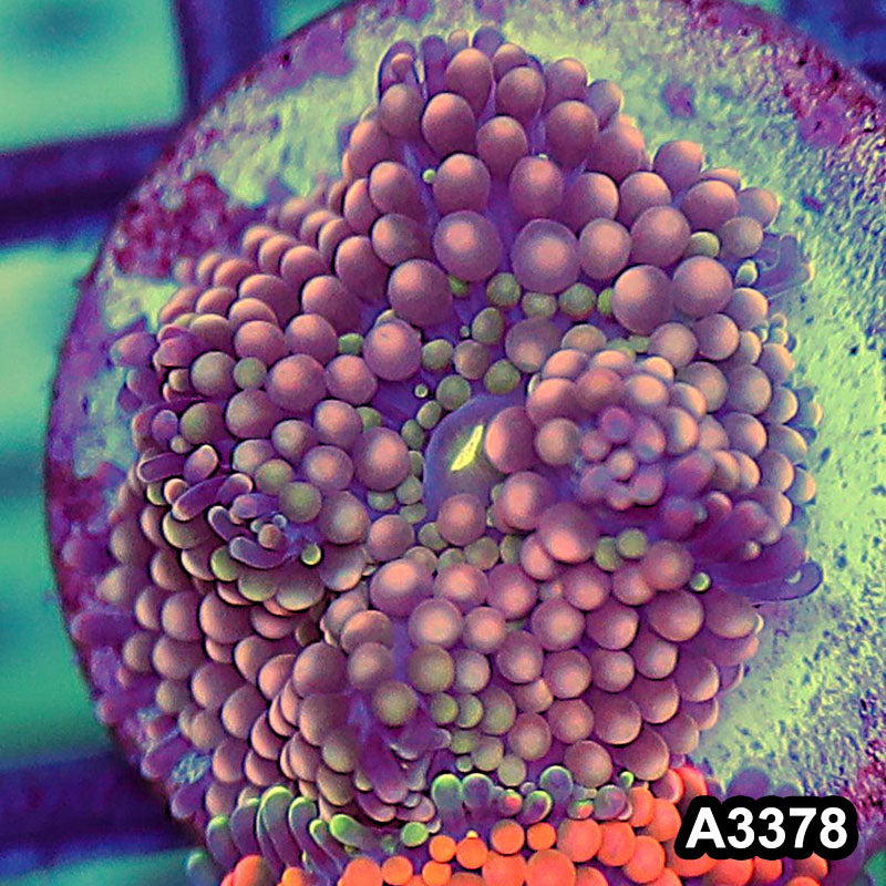Item#A3378SP3378(S) WYSIWYG Florida Ricordea Ultra Unique Pink Mushroom