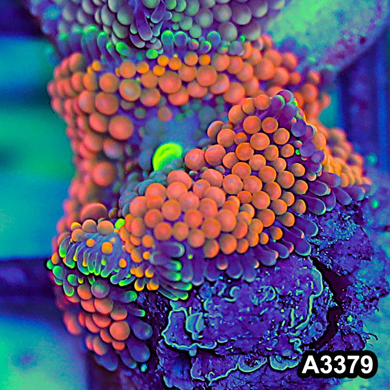 Item#A3379SP3379(S) WYSIWYG Florida Ricordea Ultra Unique Orange Mushroom