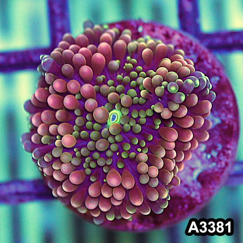Item#A3381SP3381(S) WYSIWYG Florida Ricordea Ultra Unique Pink Mushroom
