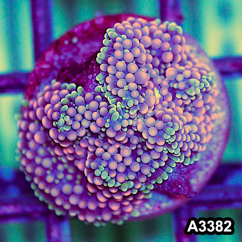 Item#A3382SP3382(S) WYSIWYG Florida Ricordea Ultra Unique Pink Mushroom