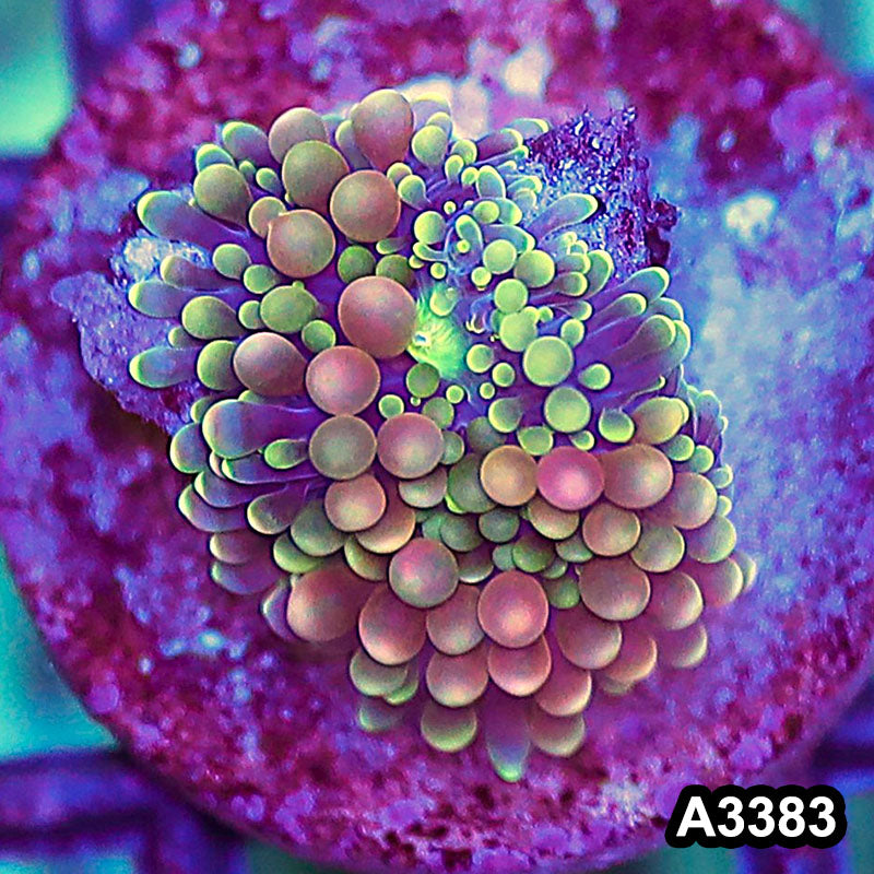 Item#A3383SP3383(S) WYSIWYG Florida Ricordea Ultra Unique Pink Mushroom