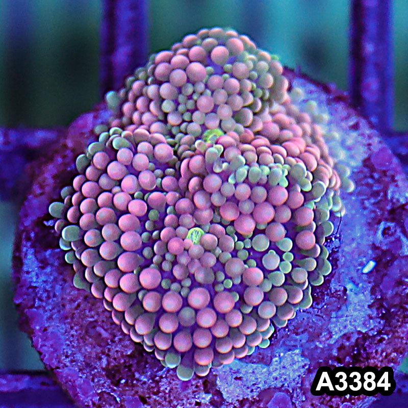 Item#A3384SP3384(S) WYSIWYG Florida Ricordea Ultra Unique Pink Mushroom