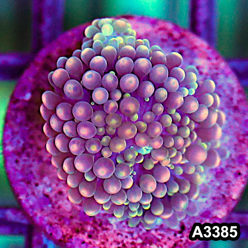 Item#A3385SP3385(S) WYSIWYG Florida Ricordea Ultra Unique Pink Mushroom