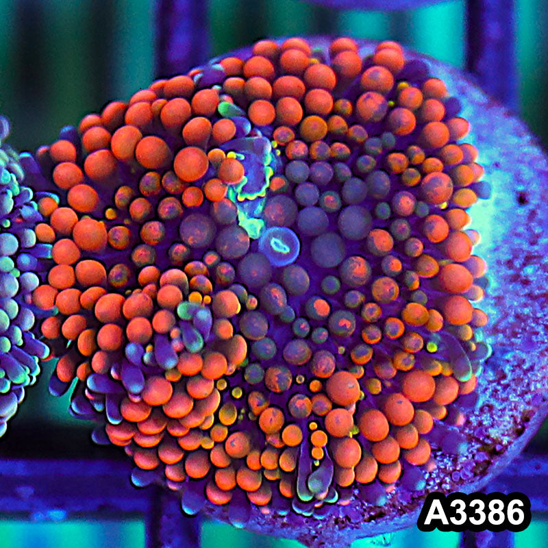 Item#A3386SP3386(S) WYSIWYG Florida Ricordea Ultra Unique Orange Mushroom